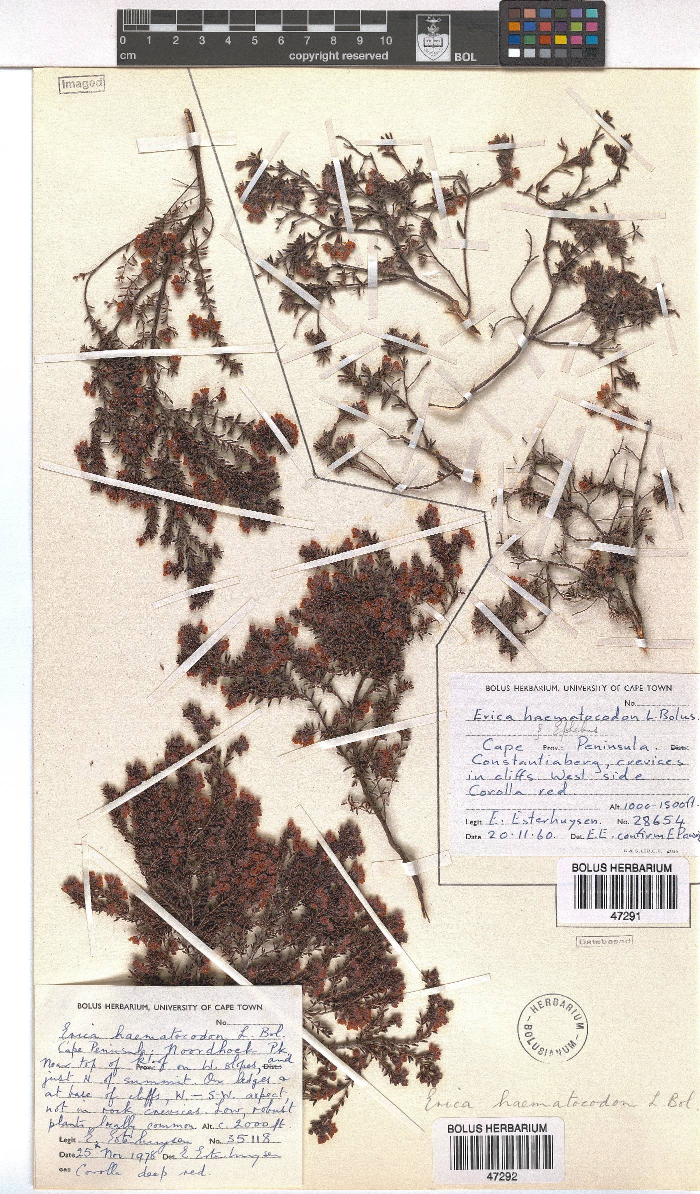 Erica haematocodon image