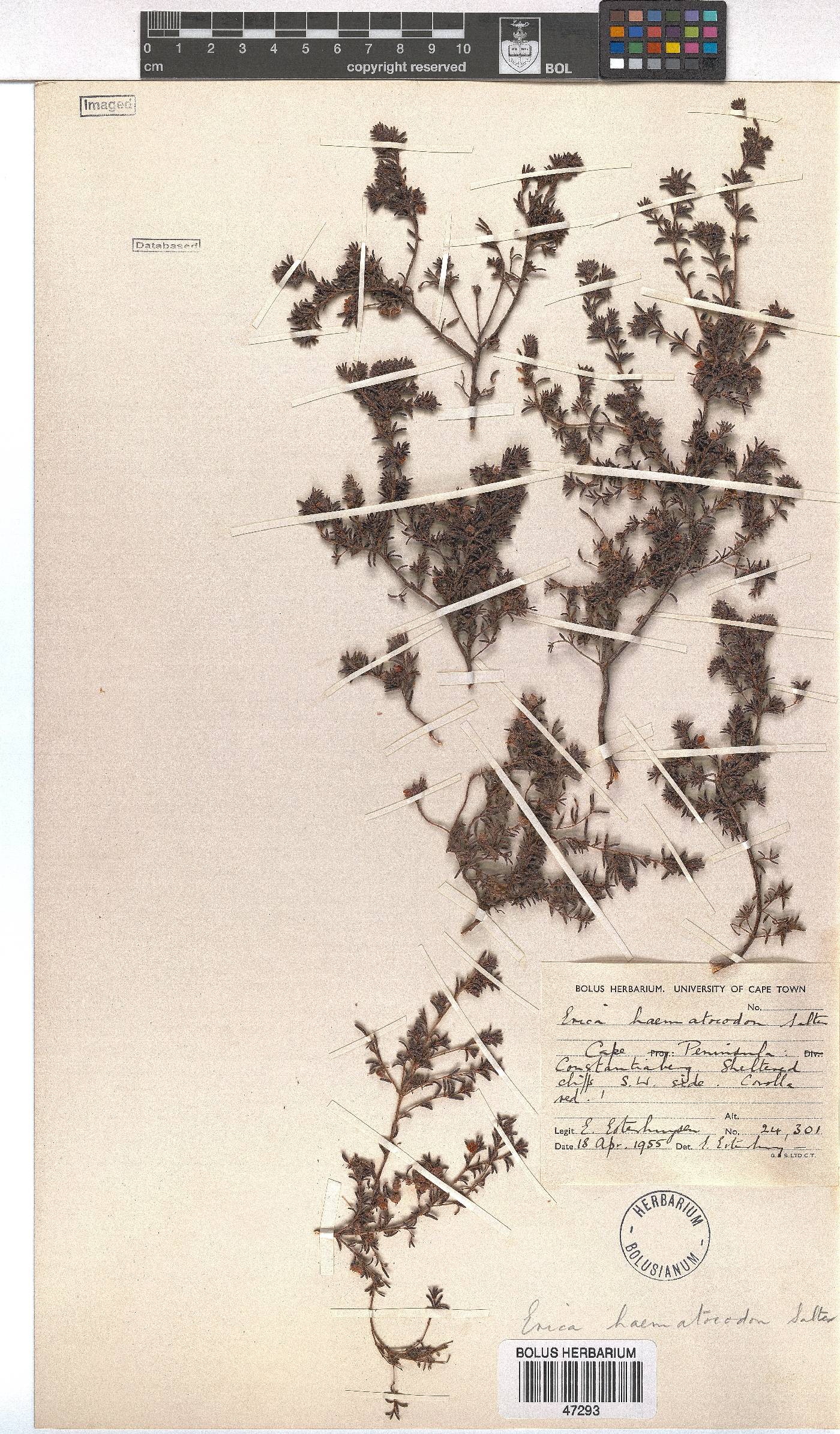 Erica haematocodon image