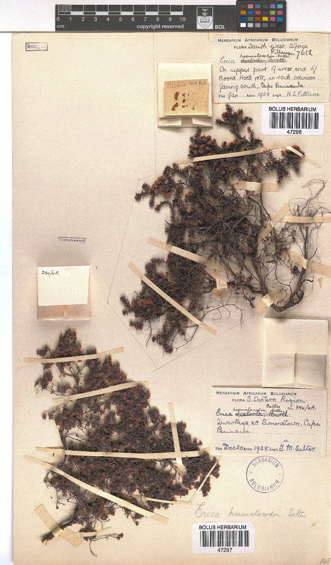 Erica haematocodon image