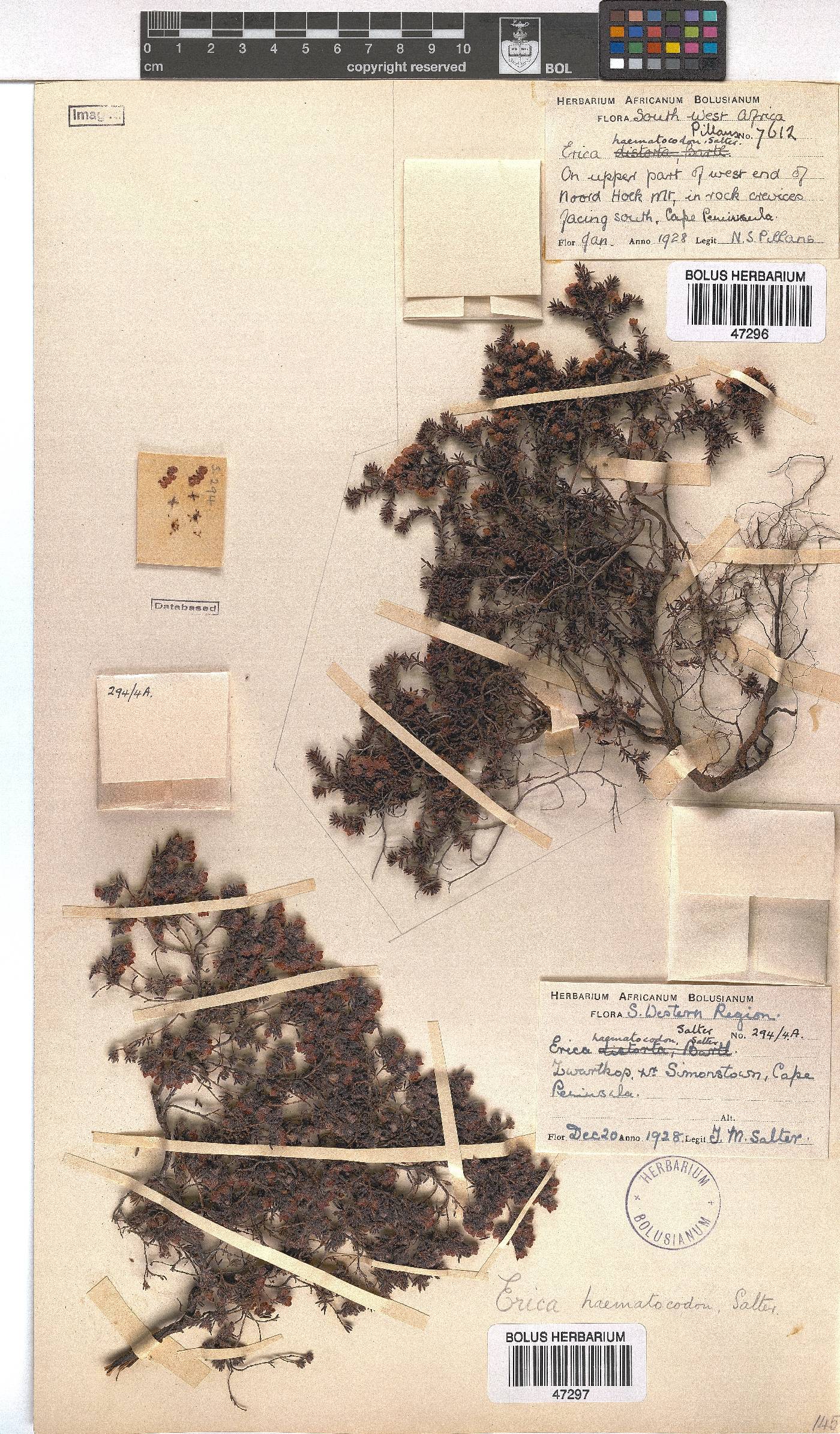 Erica haematocodon image