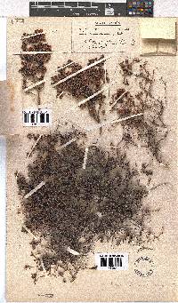 Erica haematocodon image