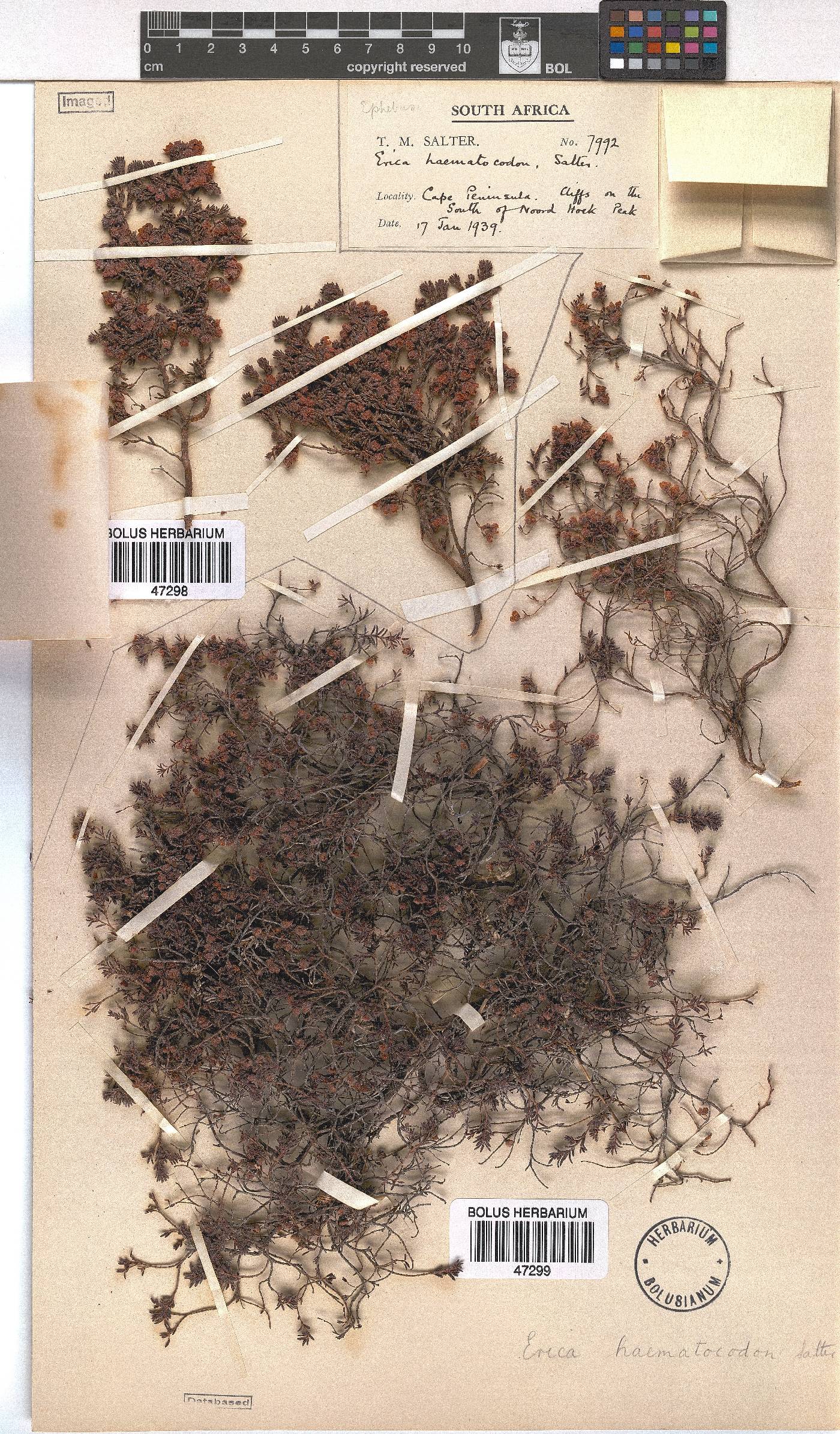 Erica haematocodon image