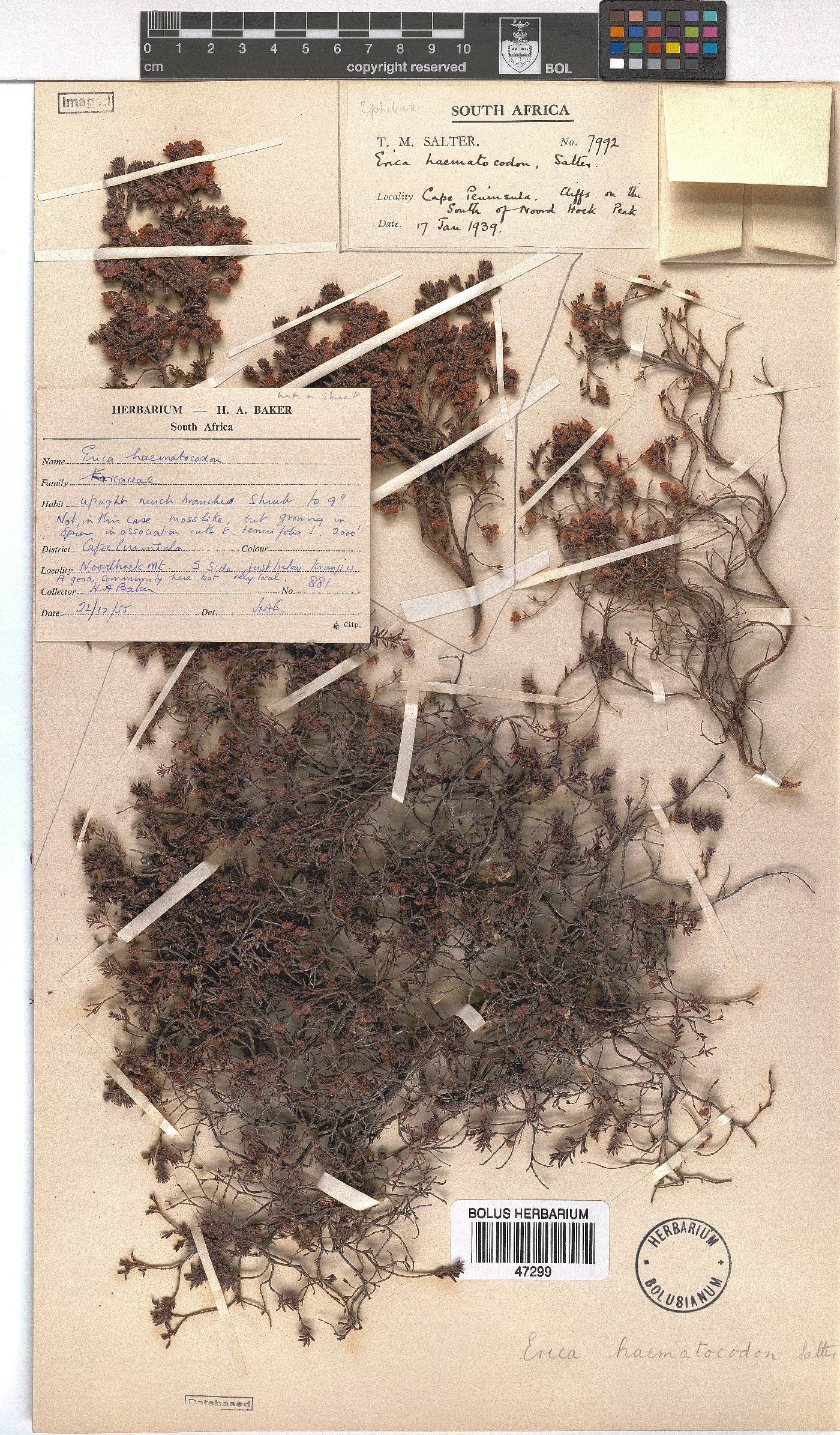 Erica haematocodon image
