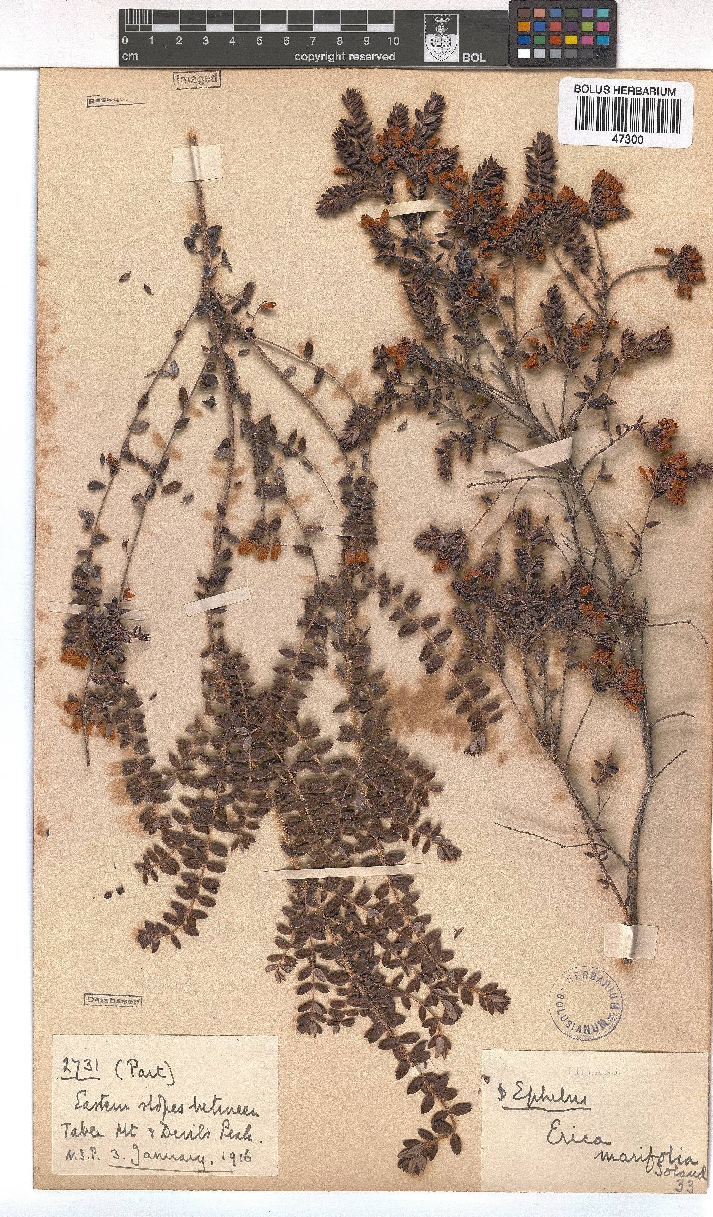 Erica marifolia image