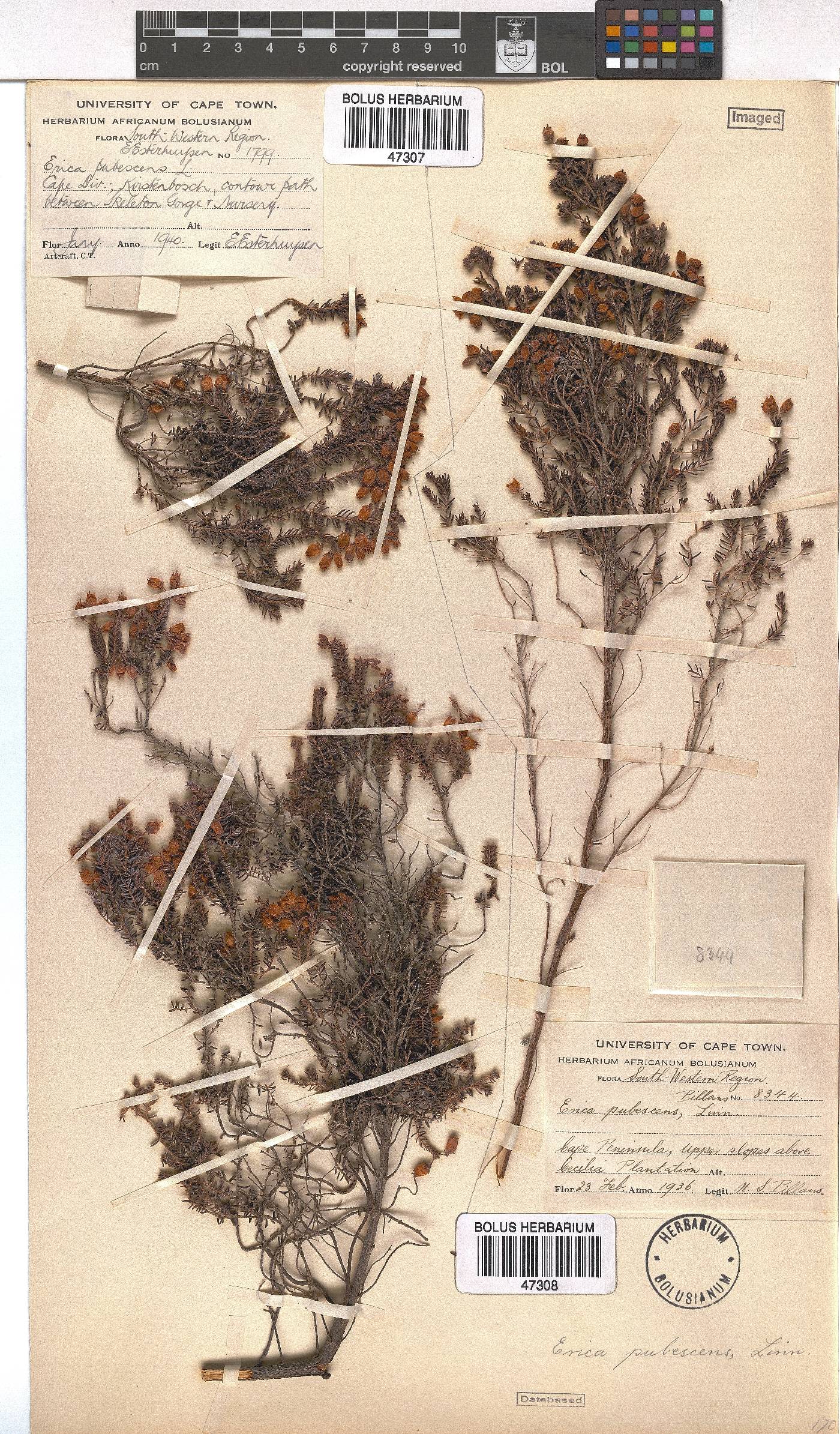 Erica pubescens image