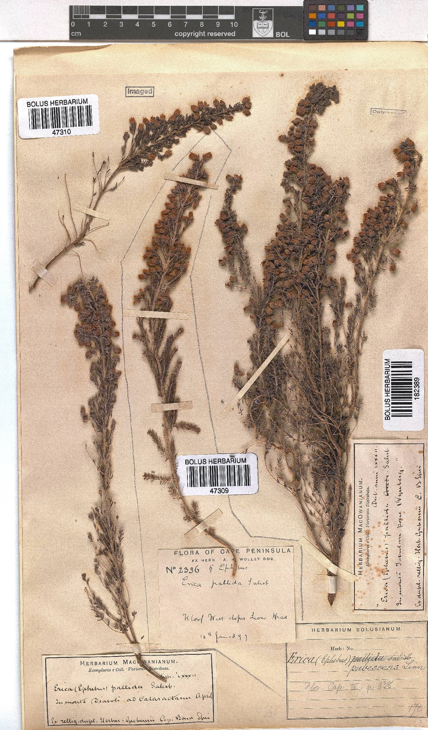 Erica pubescens image