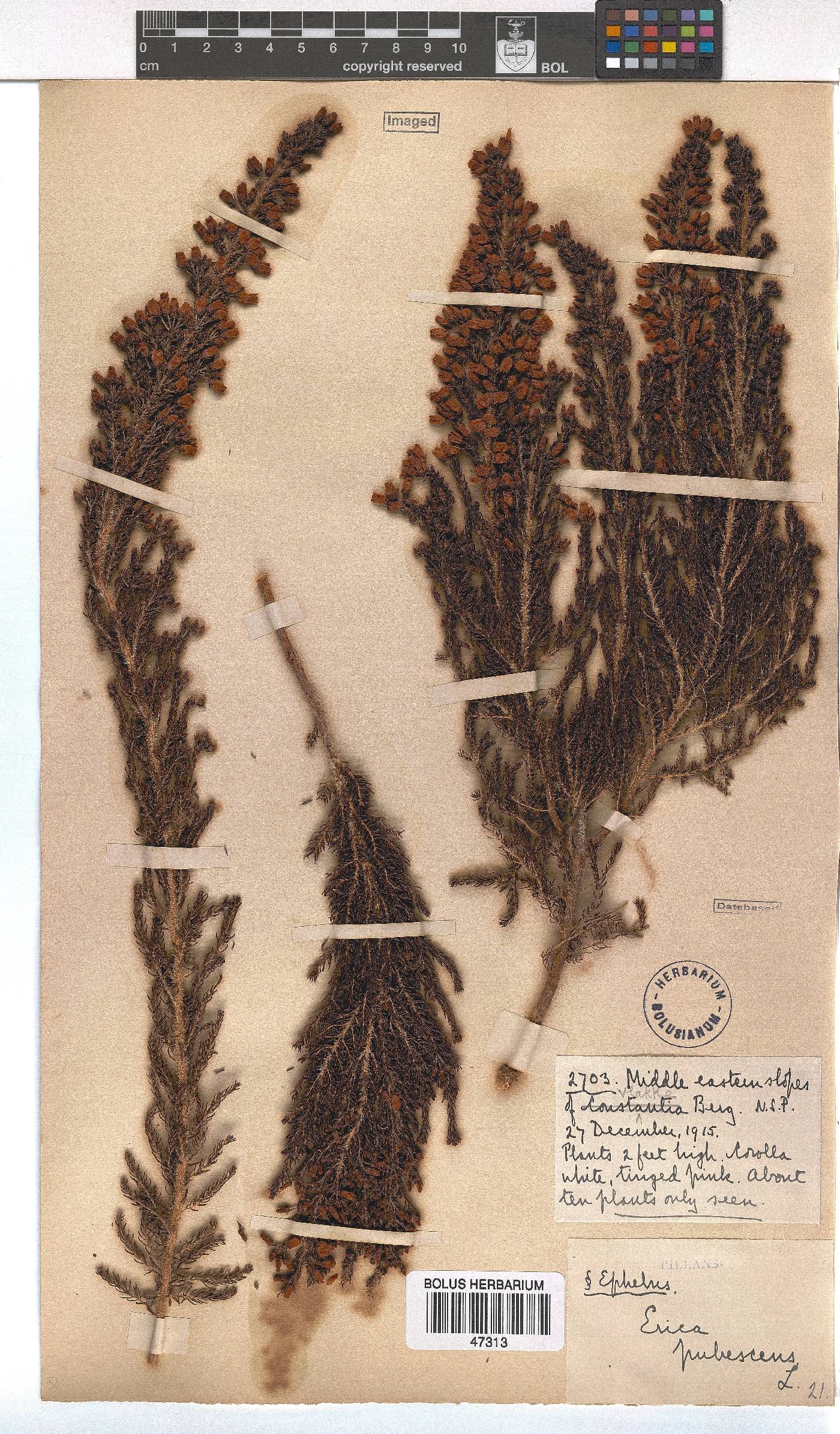 Erica pubescens image
