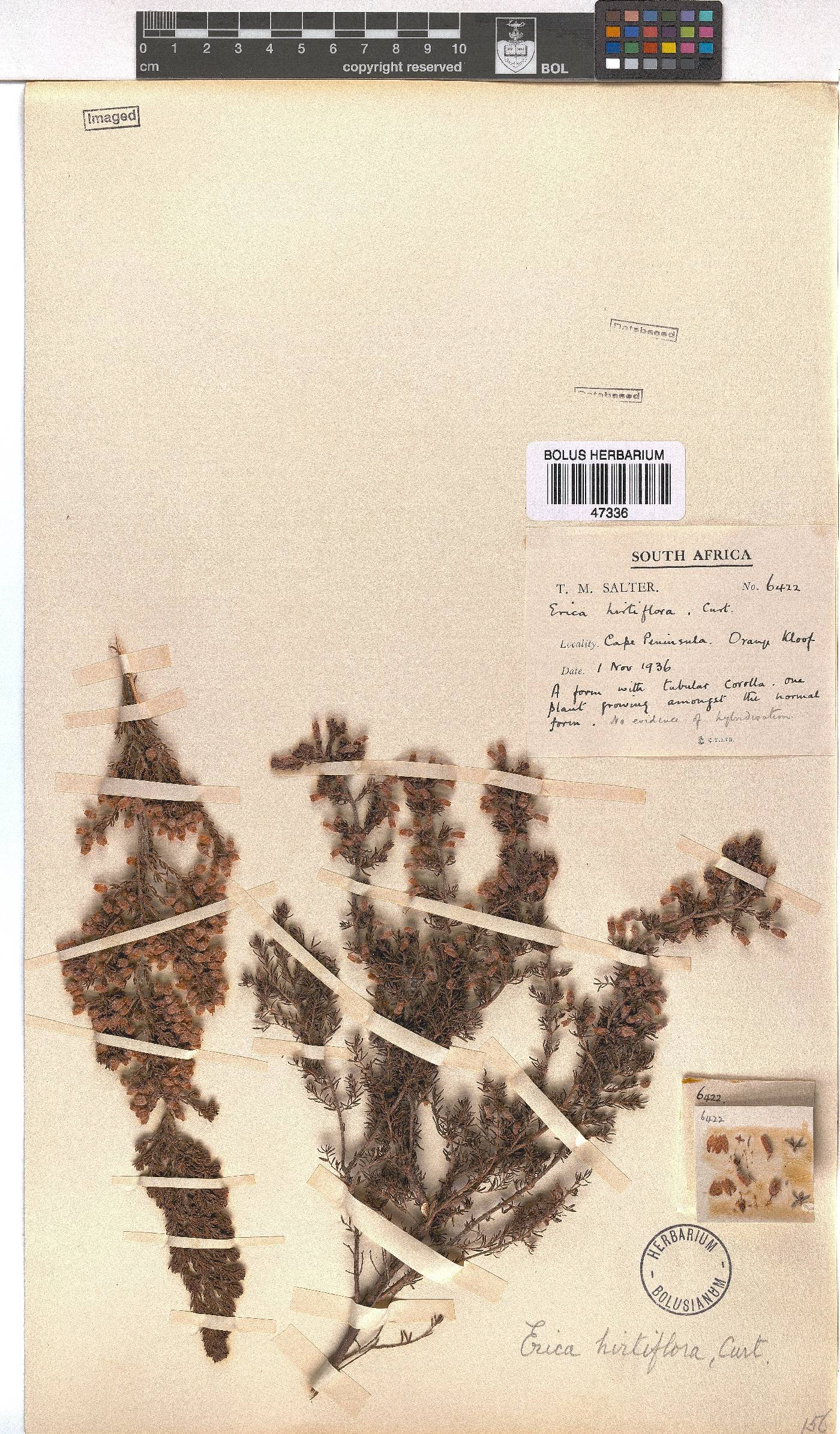 Erica hirtiflora image