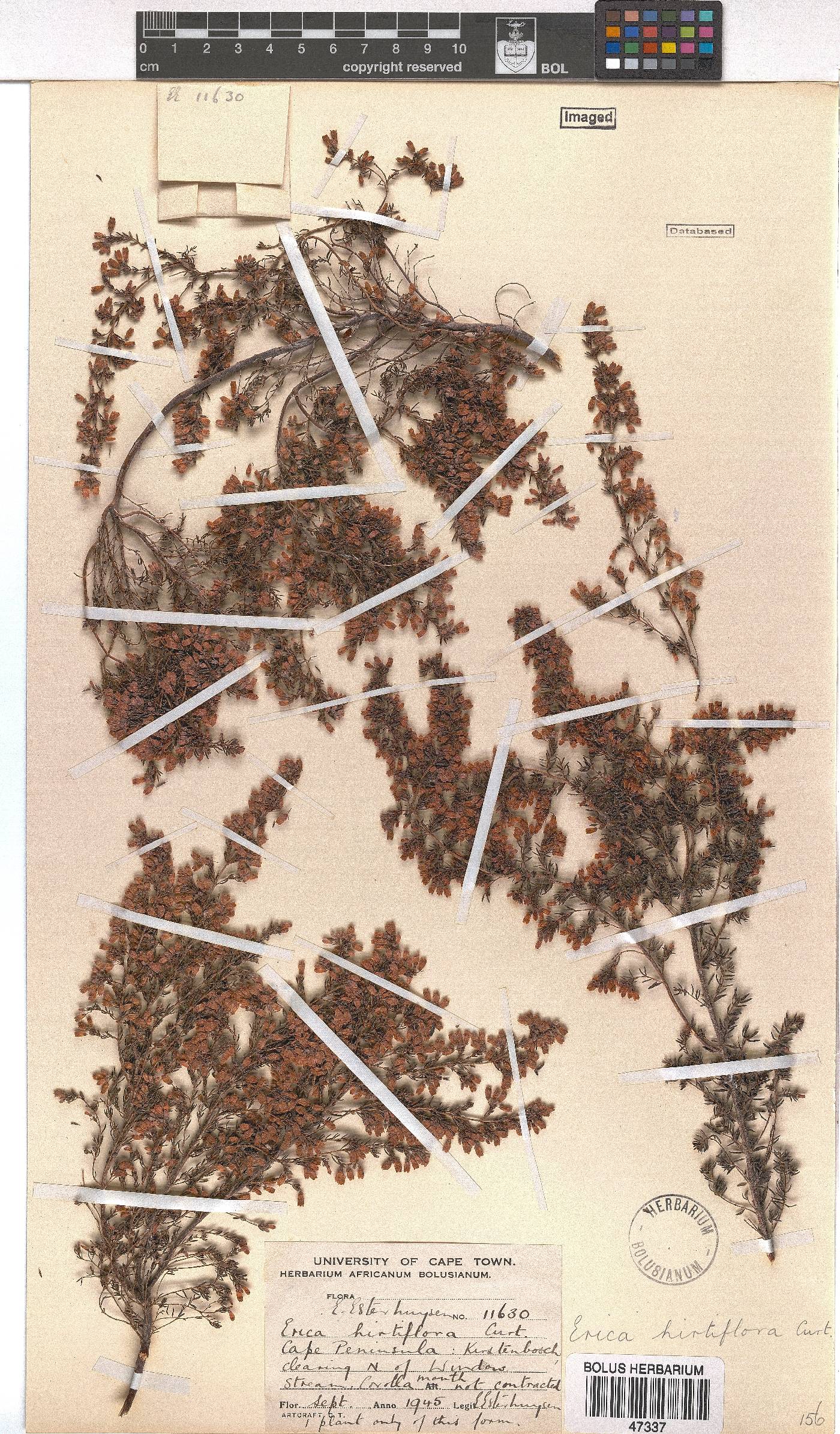 Erica hirtiflora image