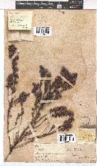 Erica hirtiflora image