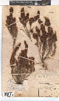 Erica paniculata image