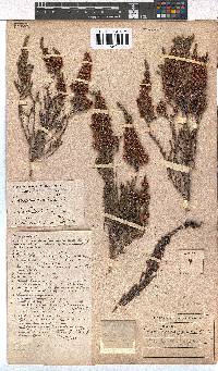 Erica paniculata image