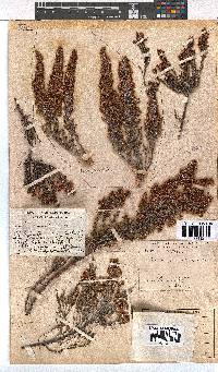 Erica paniculata image