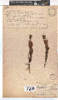 Erica paniculata image