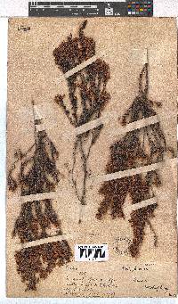 Erica nudiflora image