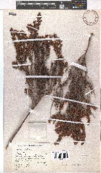 Erica nudiflora image