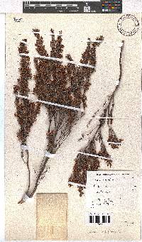 Erica nudiflora image