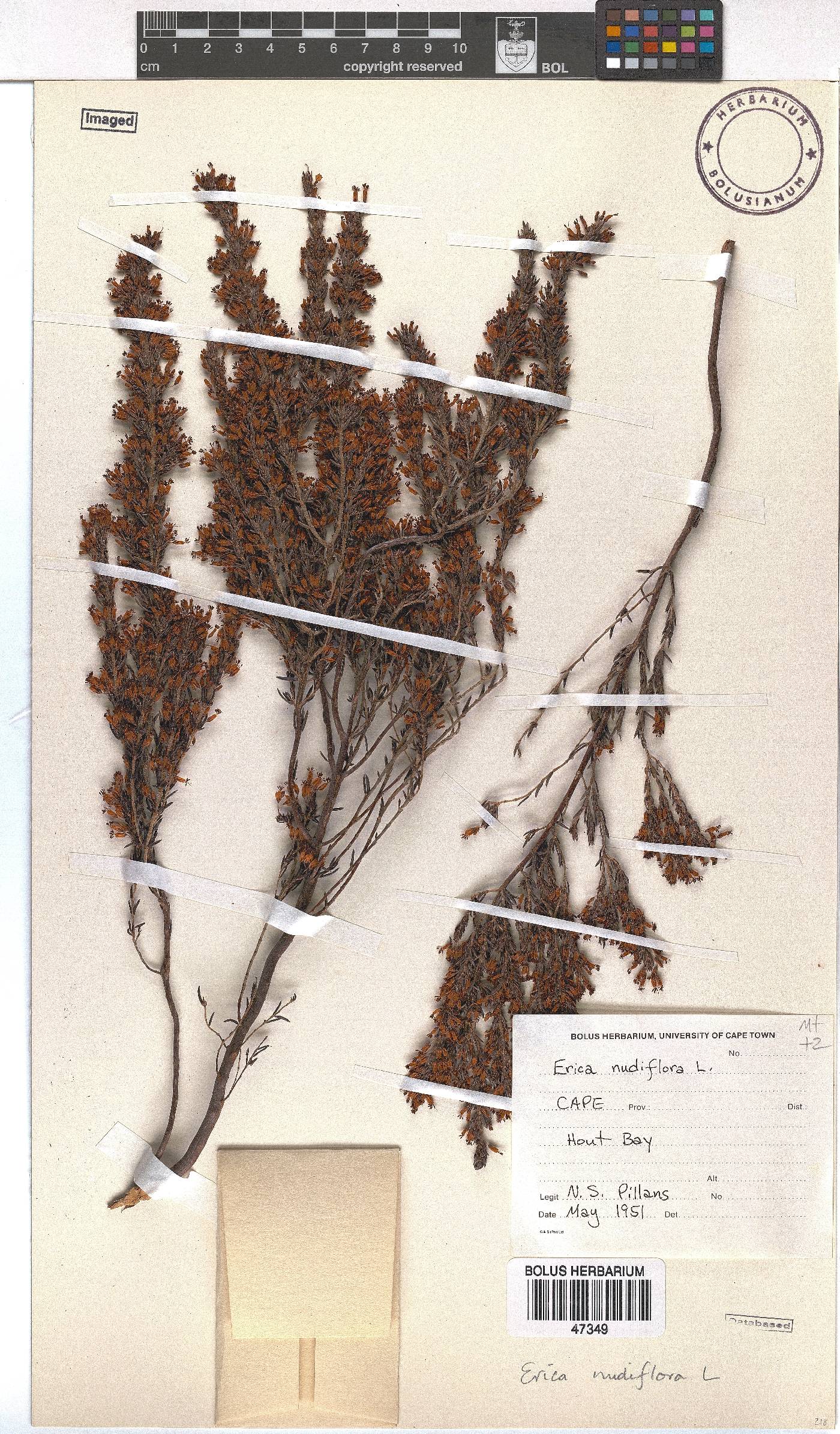 Erica nudiflora image