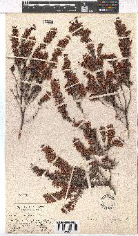 Erica nudiflora image