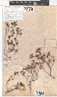 Erica obtusata image