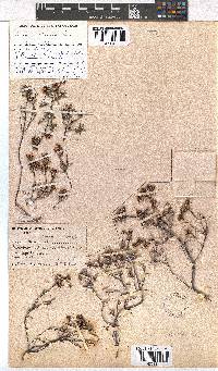 Erica obtusata image