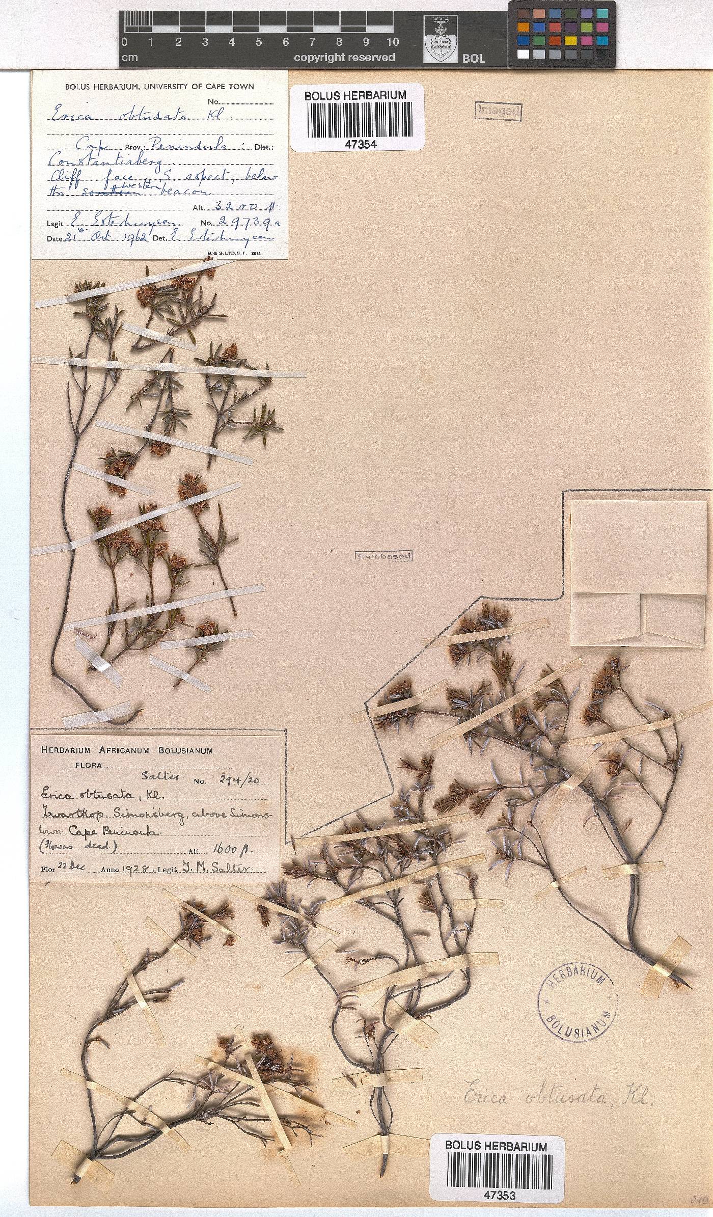Erica obtusata image