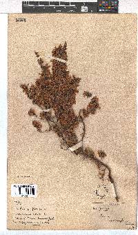 Erica cyrilliflora image