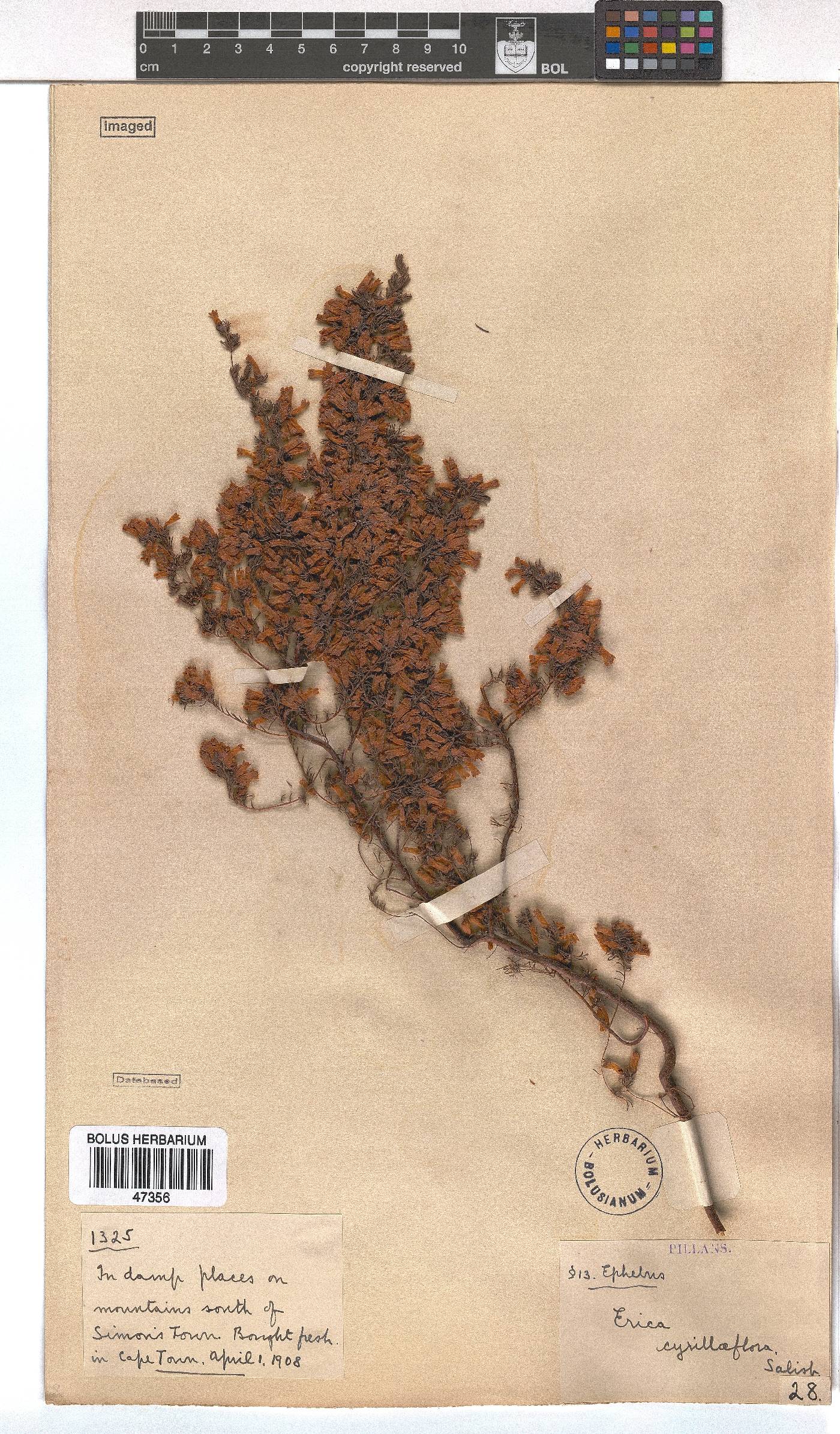 Erica cyrilliflora image