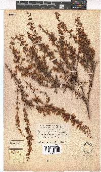 Erica cyrilliflora image