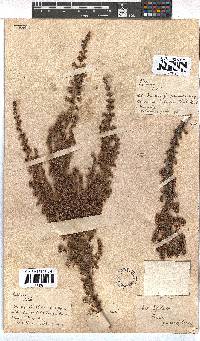 Erica parviflora image