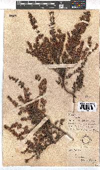 Erica parviflora image