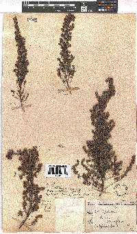 Erica parviflora image