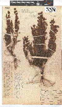 Erica parviflora image