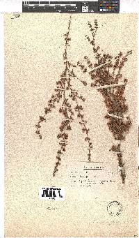 Erica parviflora image