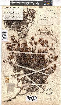 Erica distorta image