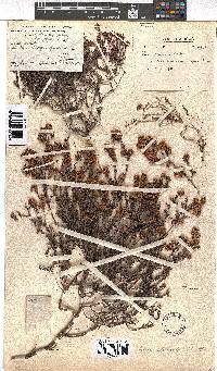 Erica distorta image