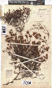 Erica distorta image