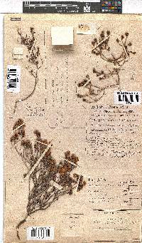 Erica distorta image