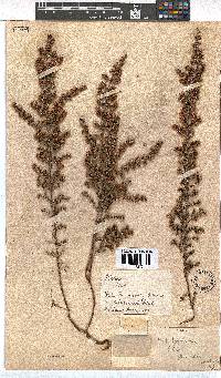 Erica canescens image