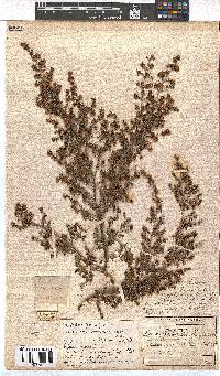 Erica canescens image