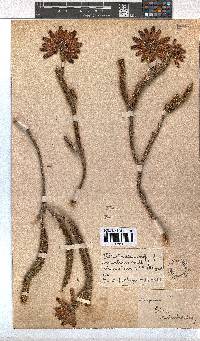 Erica cerinthoides image