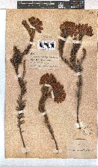 Erica cerinthoides image