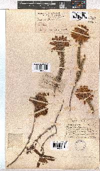 Erica cerinthoides image