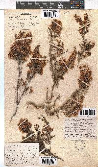 Erica transparens image