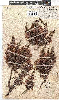 Erica curviflora image