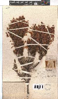 Erica curviflora image