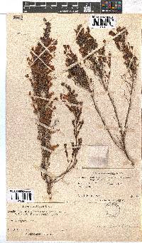 Erica curviflora image