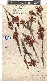 Erica abietina subsp. atrorosea image