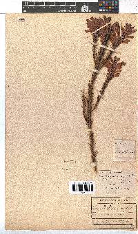 Erica abietina subsp. atrorosea image