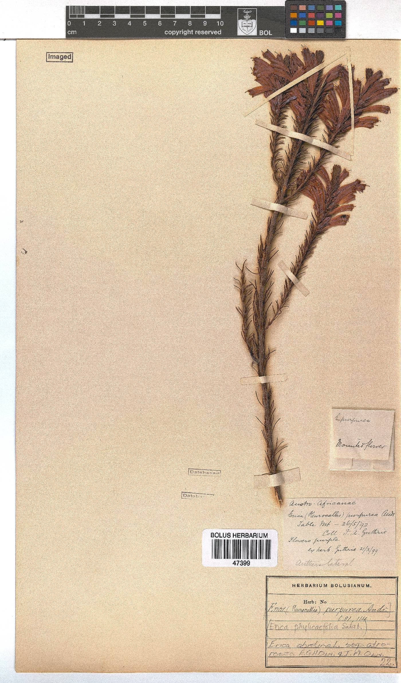 Erica abietina subsp. atrorosea image